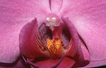 Orchidea